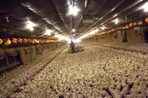 how are chickens treated in factory farms
